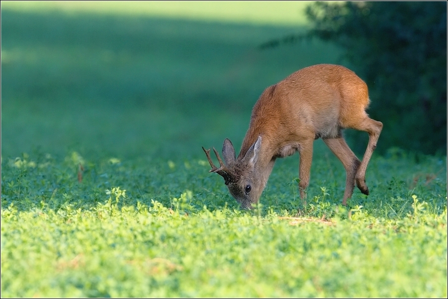 Srnec obecný  ( Capreolus  capreolus )