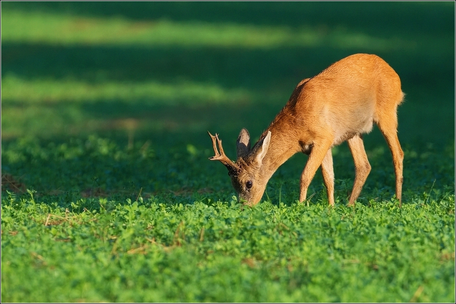 Srnec obecný  ( Capreolus  capreolus )