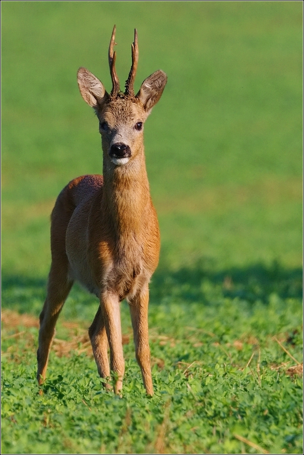 Srnec obecný  ( Capreolus  capreolus )