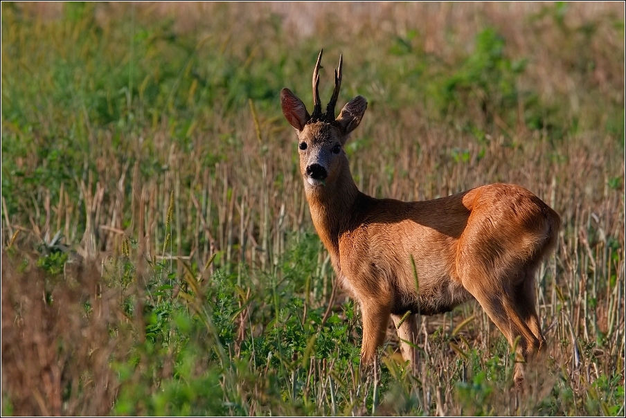 Srnec obecný  ( Capreolus  capreolus )