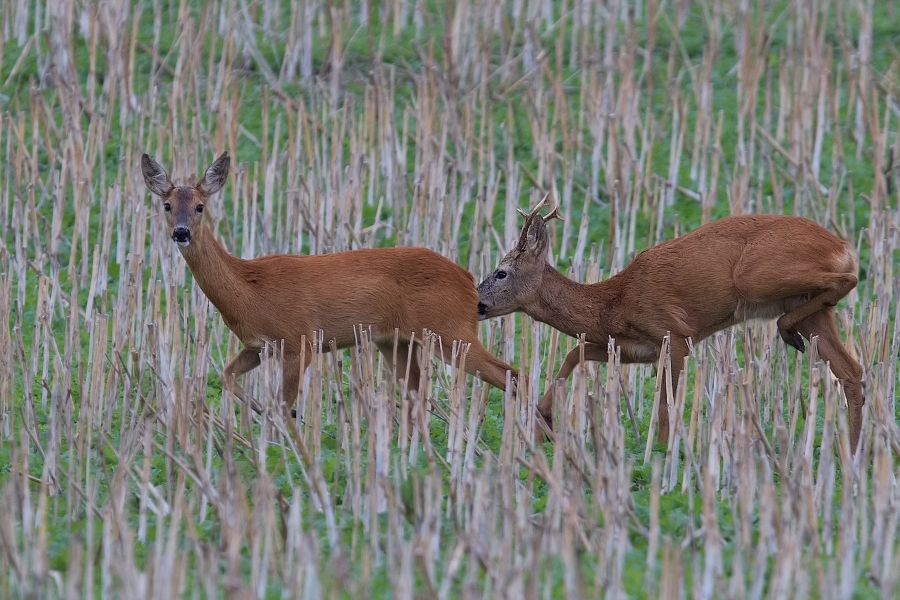 Srnec obecný  ( Capreolus  capreolus )