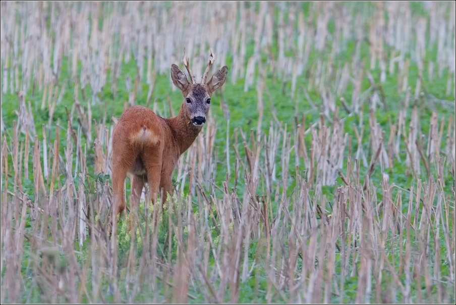 Srnec obecný  ( Capreolus  capreolus )