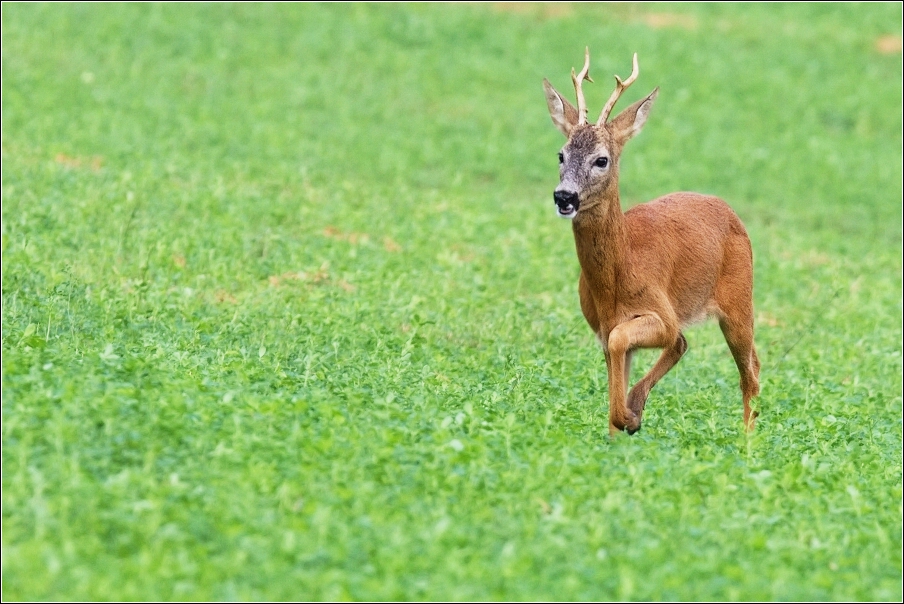 Srnec obecný  ( Capreolus  capreolus )