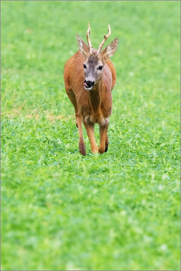 Srnec obecný  ( Capreolus  capreolus )