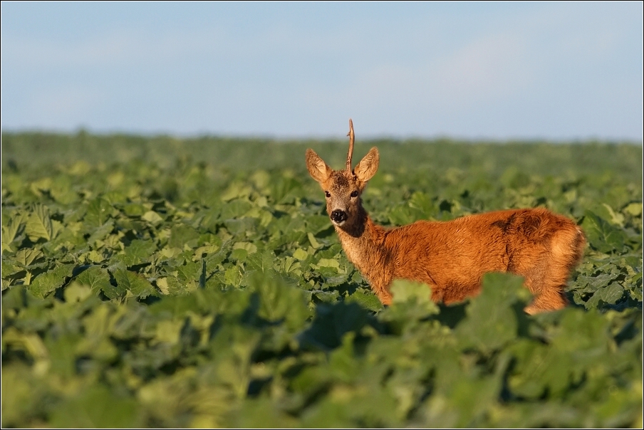 Srnec obecný  ( Capreolus  capreolus )