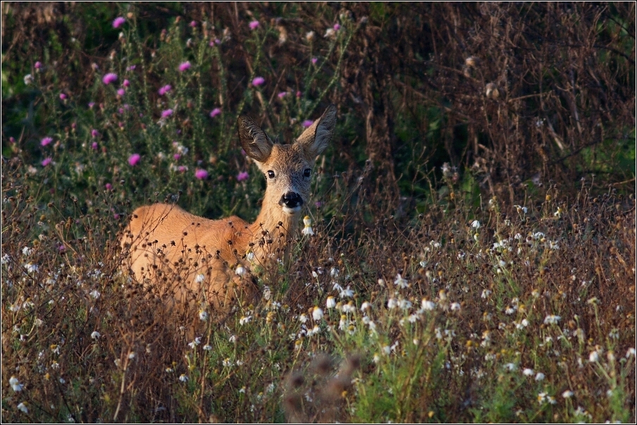 Srnec obecný  ( Capreolus  capreolus )