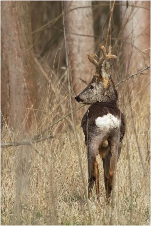 Srnec obecný  ( Capreolus  capreolus )