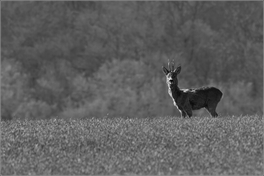 Srnec obecný  ( Capreolus  capreolus )