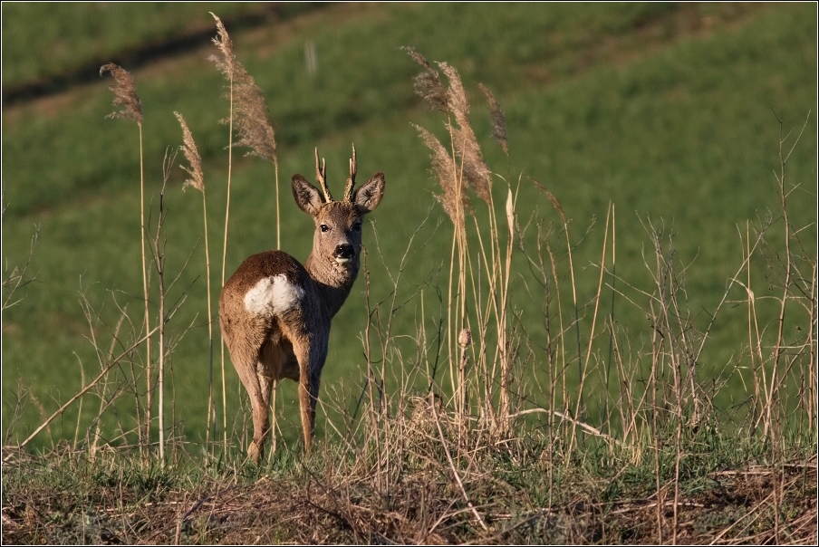 Srnec obecný  ( Capreolus  capreolus )