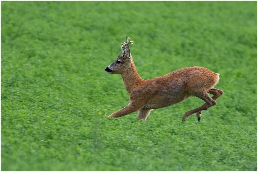 Srnec obecný  ( Capreolus  capreolus )