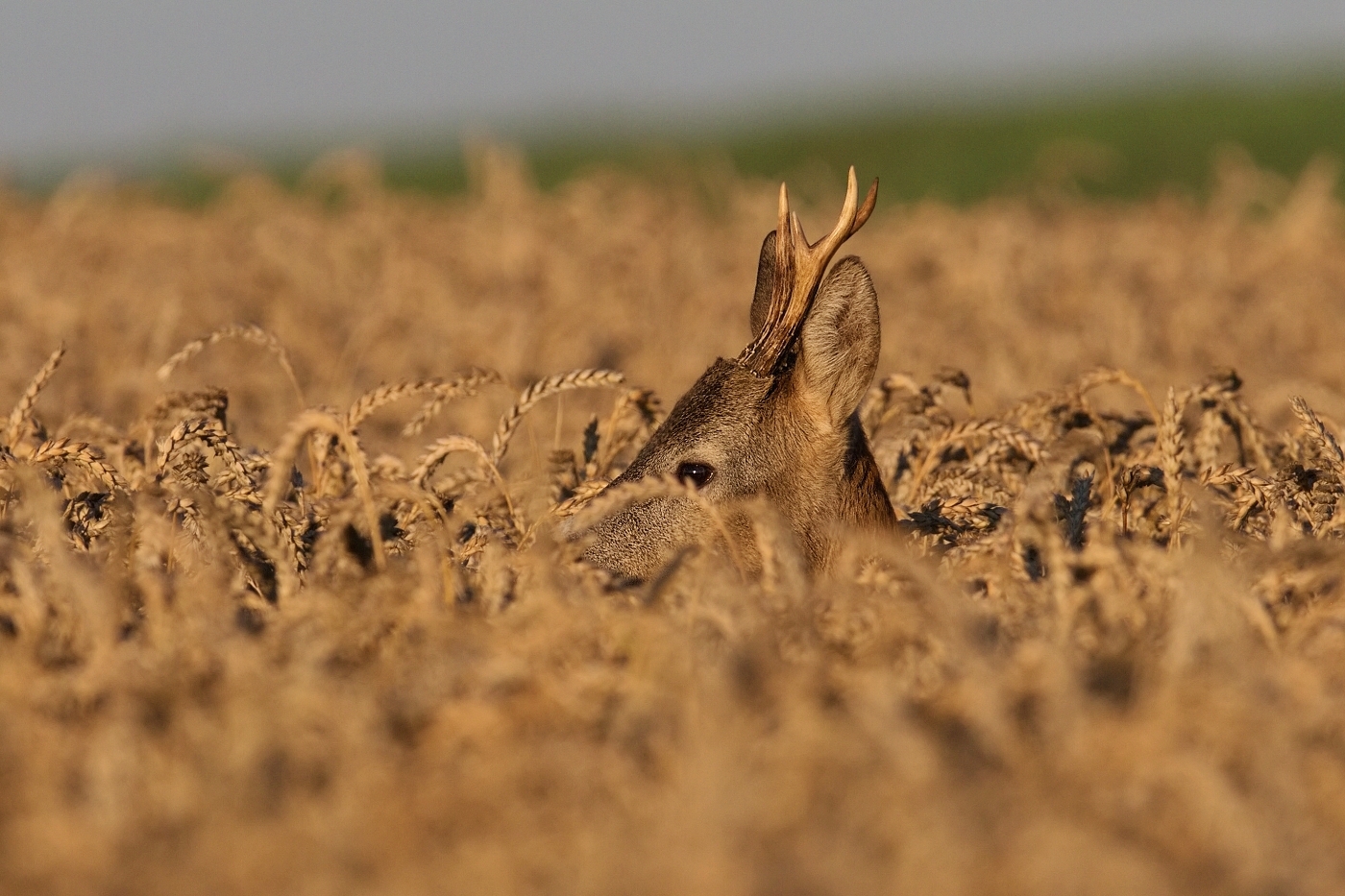 Srnec obecný  ( Capreolus  capreolus )