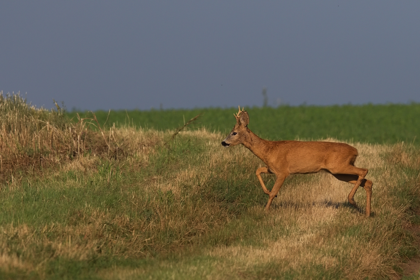 Srnec obecný  ( Capreolus  capreolus )