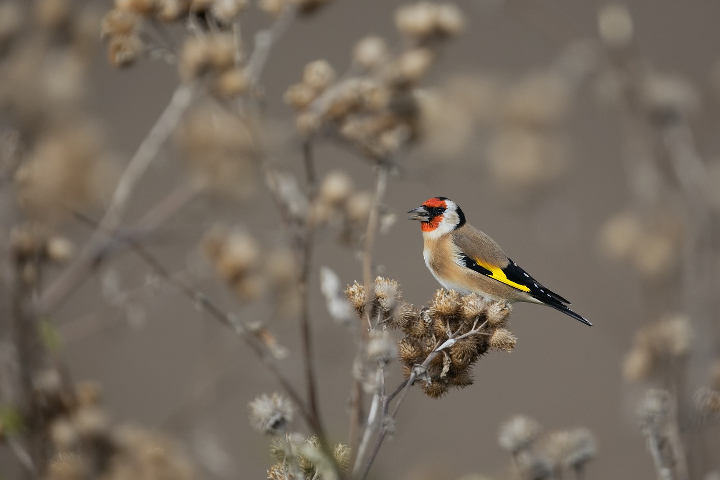 Stehlík obecný  ( Carduelis carduelis )