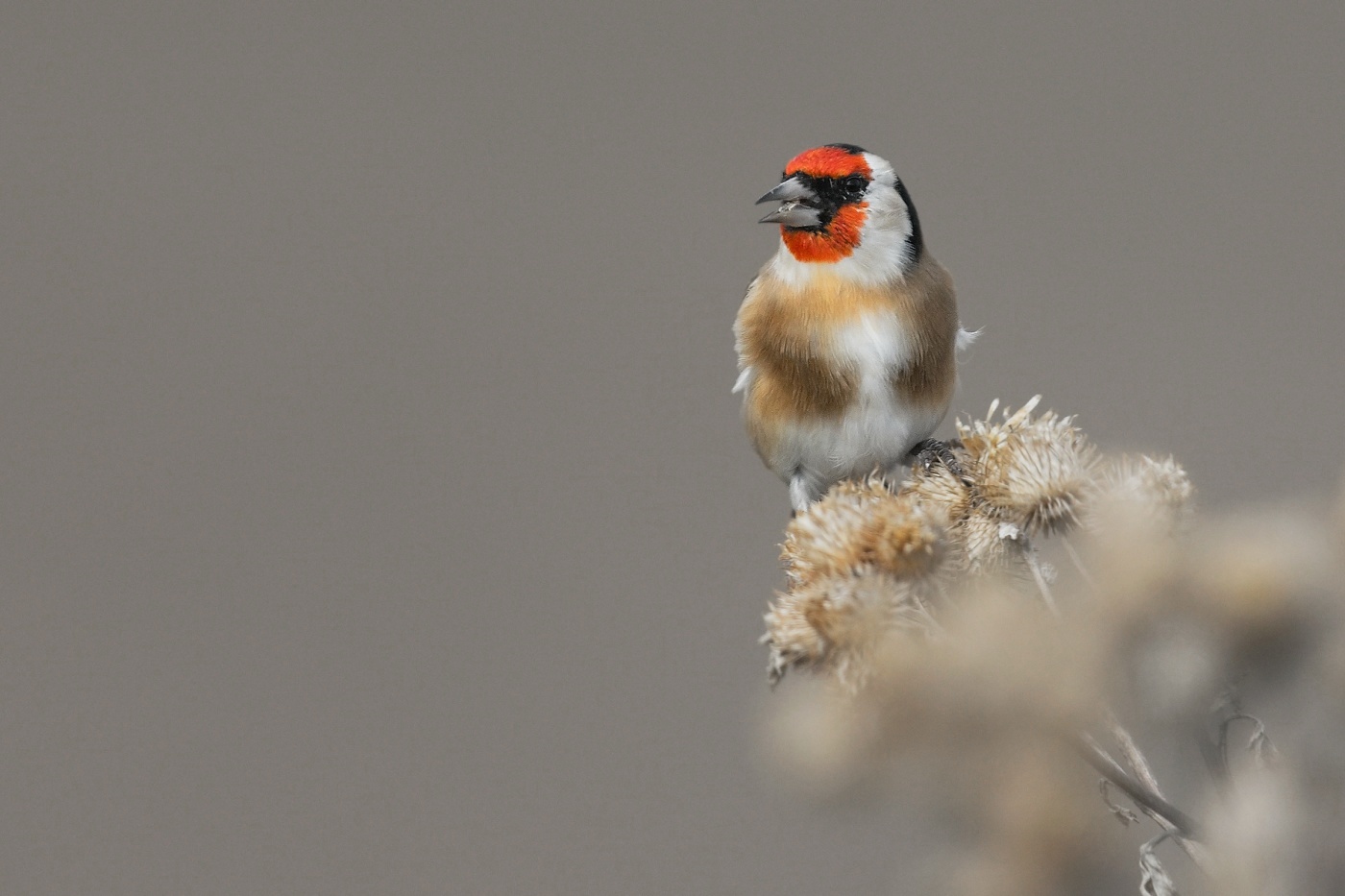 Stehlík obecný  ( Carduelis carduelis )