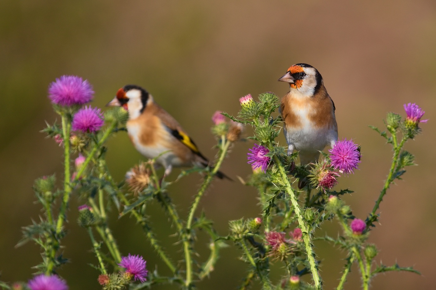 Stehlík obecný  ( Carduelis carduelis )