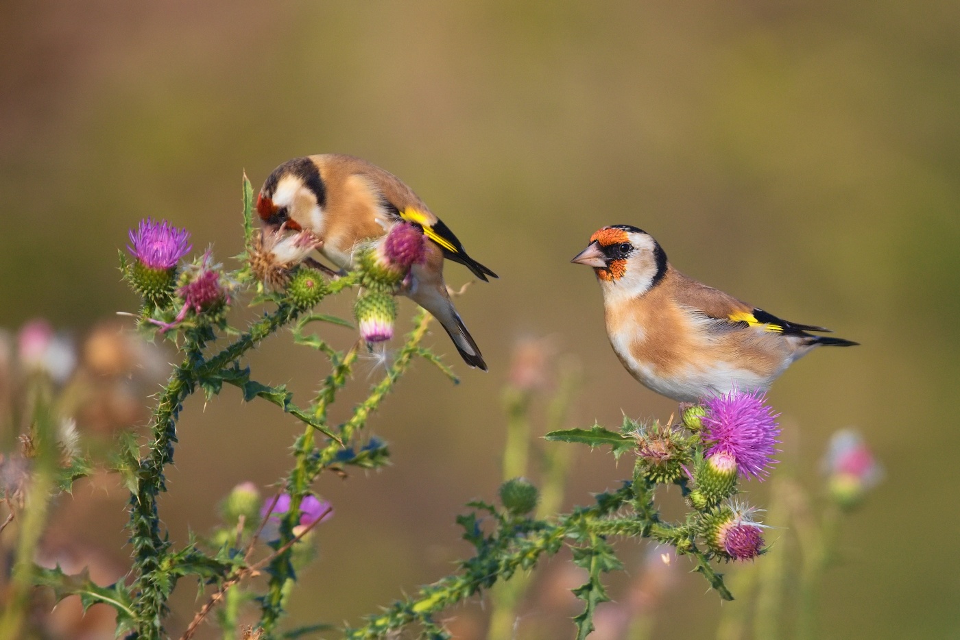 Stehlík obecný  ( Carduelis carduelis )