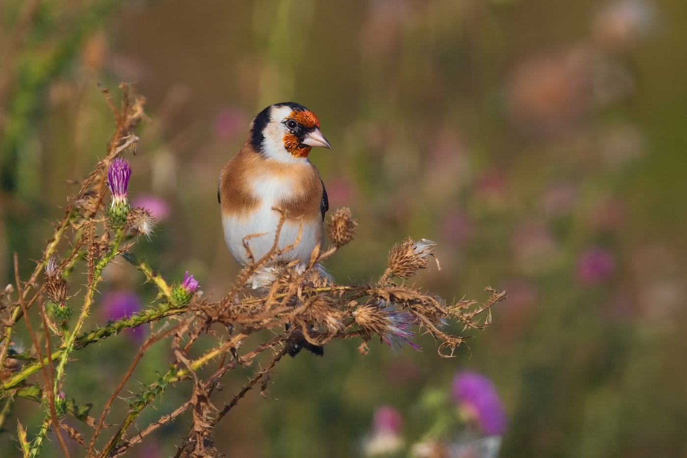 Stehlík obecný  ( Carduelis carduelis )