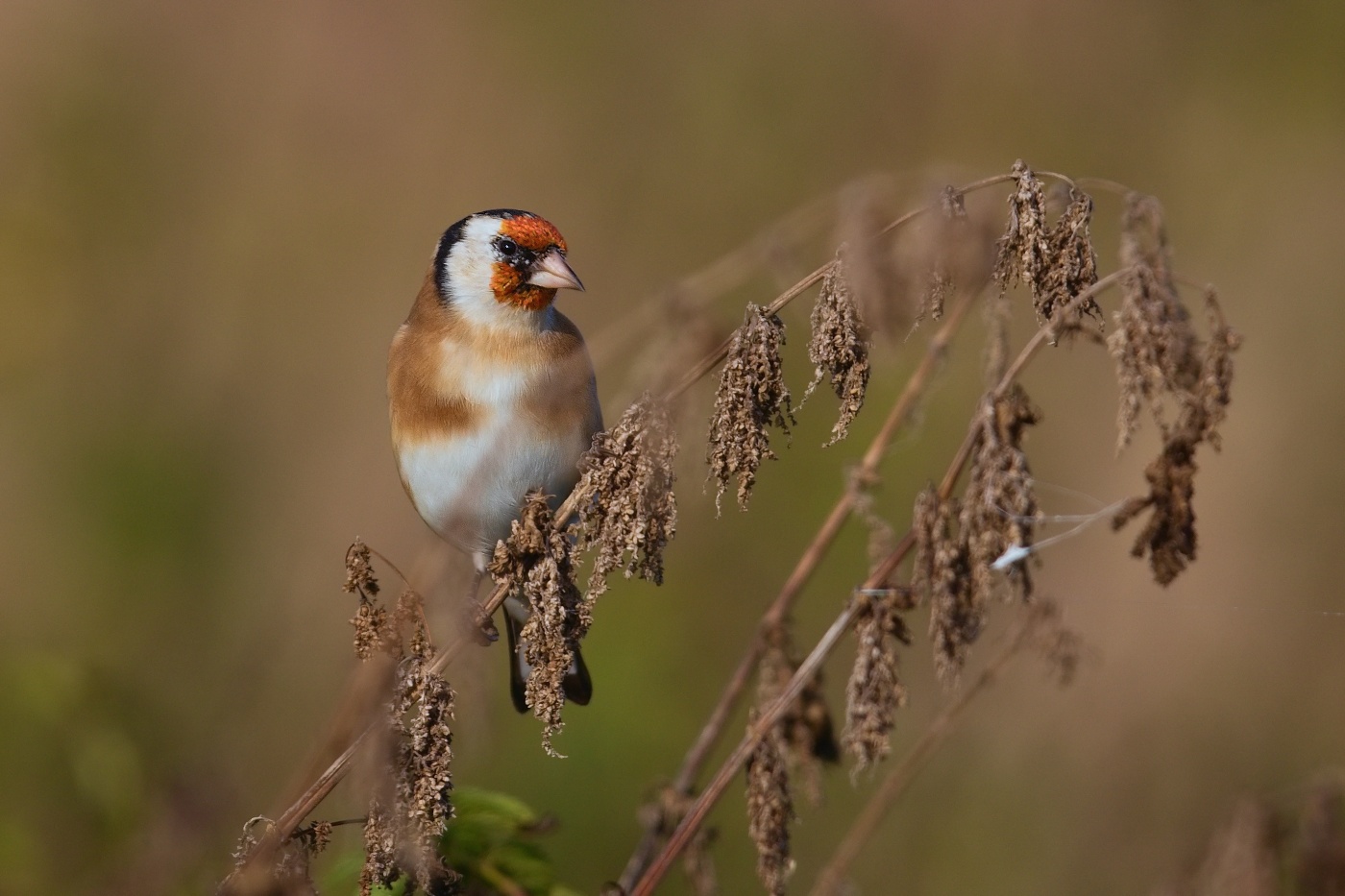 Stehlík obecný  ( Carduelis carduelis )