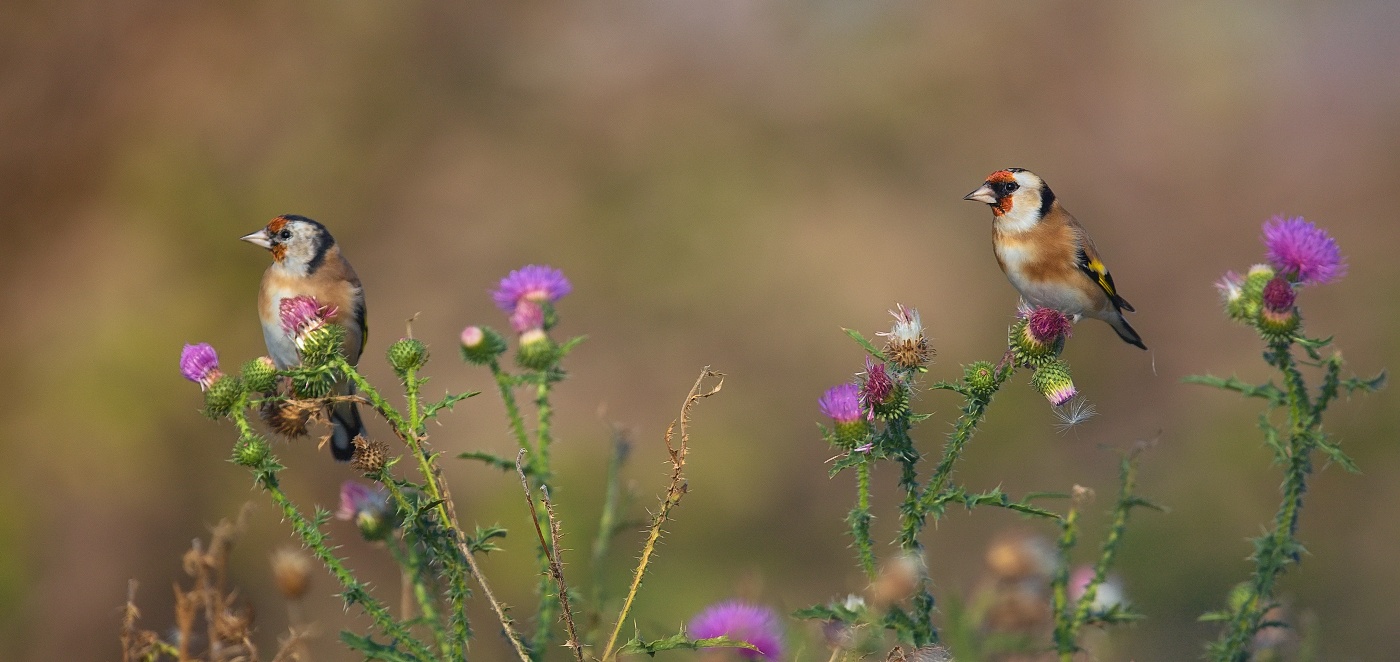 Stehlík obecný  ( Carduelis carduelis )