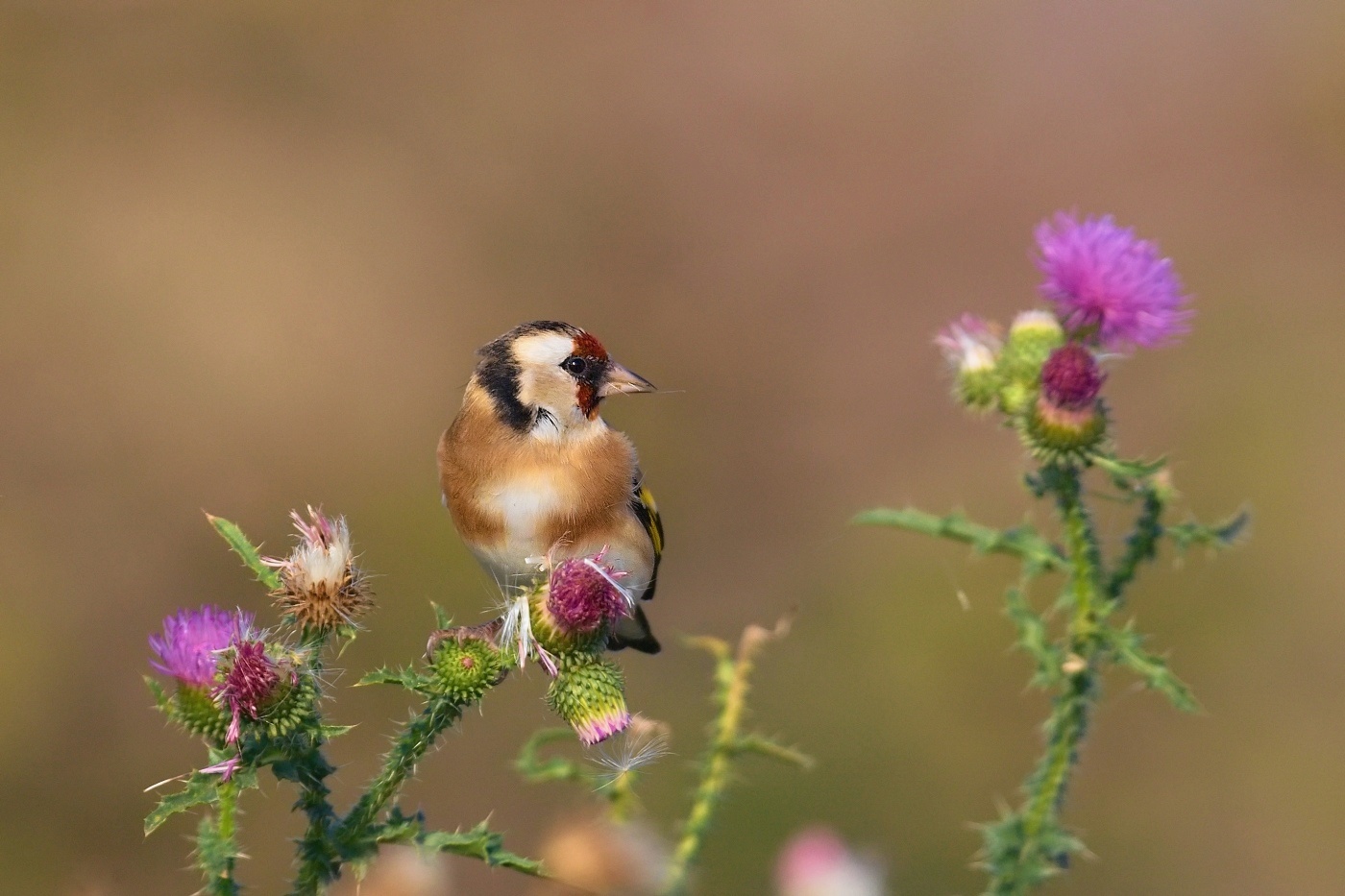 Stehlík obecný  ( Carduelis carduelis )