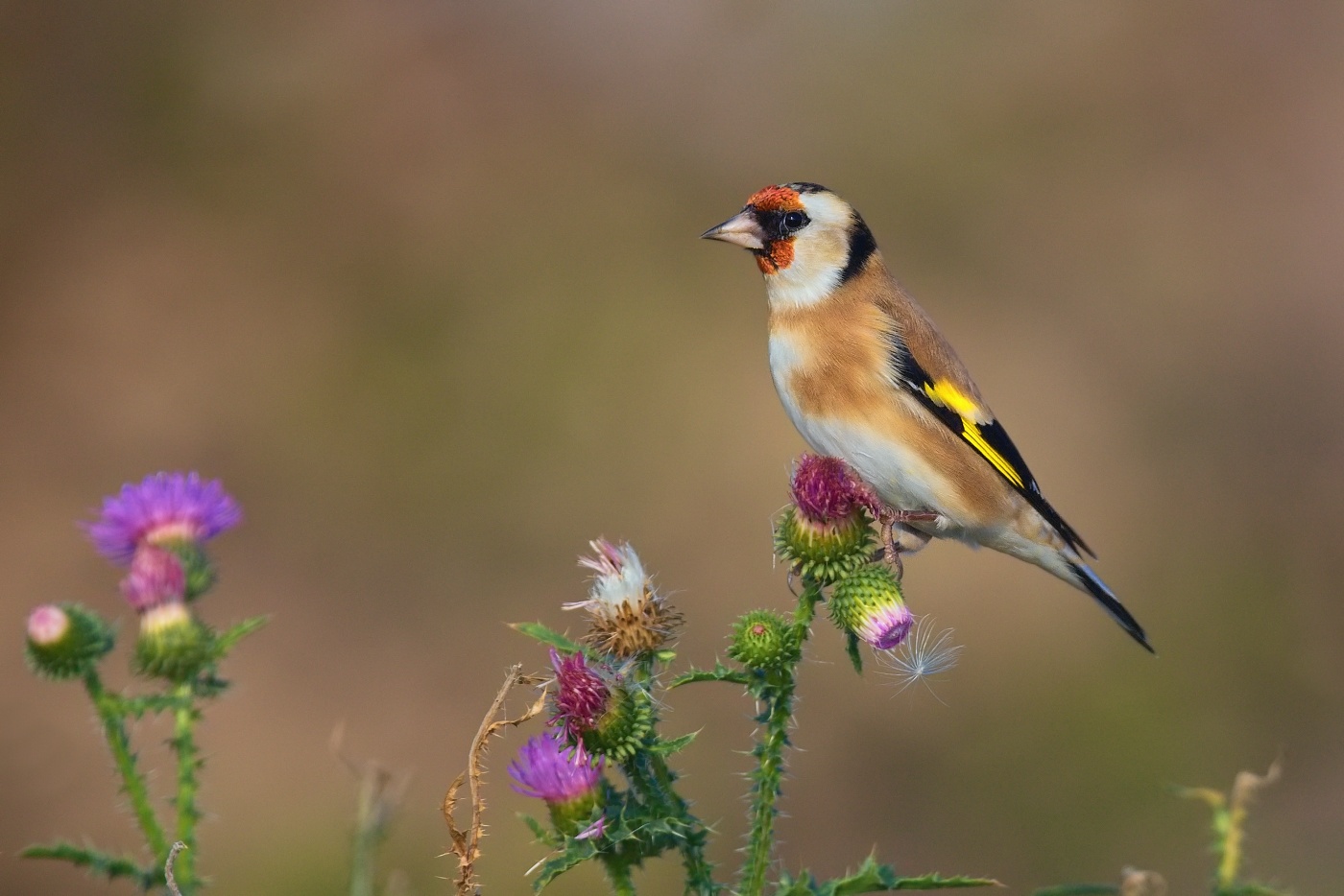 Stehlík obecný  ( Carduelis carduelis )