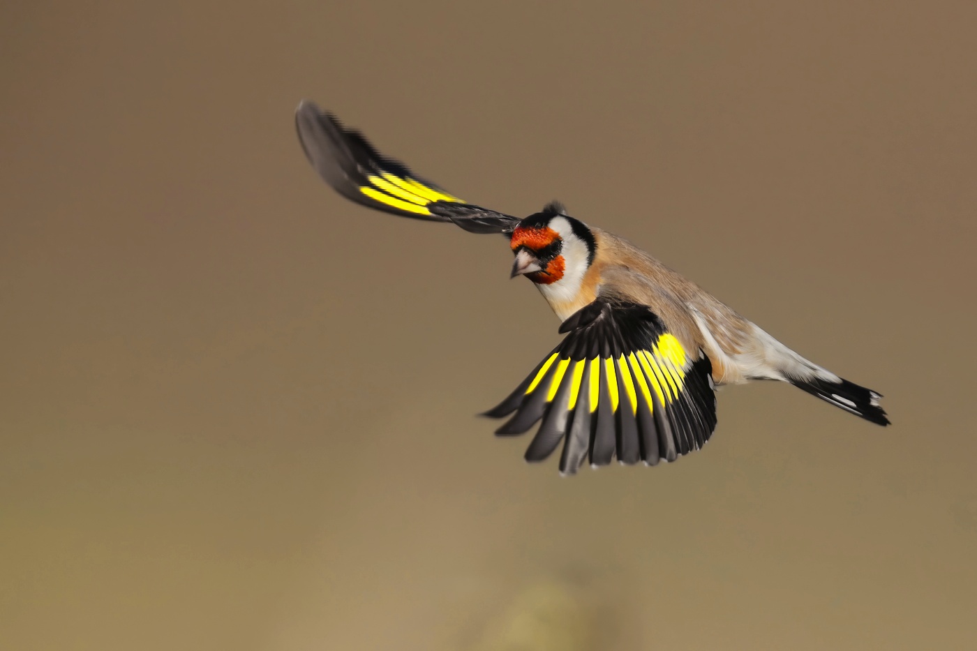 Stehlík obecný  ( Carduelis carduelis )