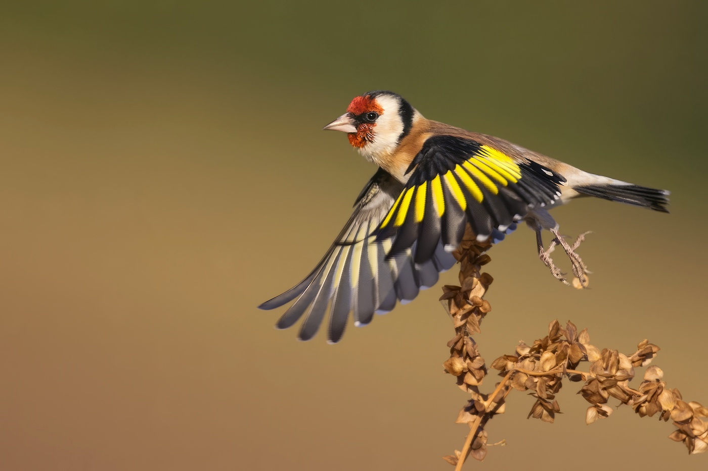 Stehlík obecný  ( Carduelis carduelis )