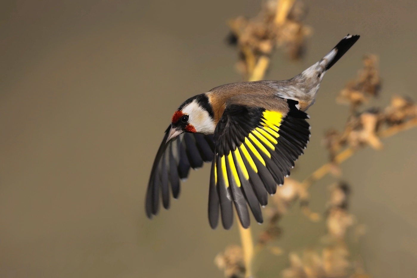 Stehlík obecný  ( Carduelis carduelis )