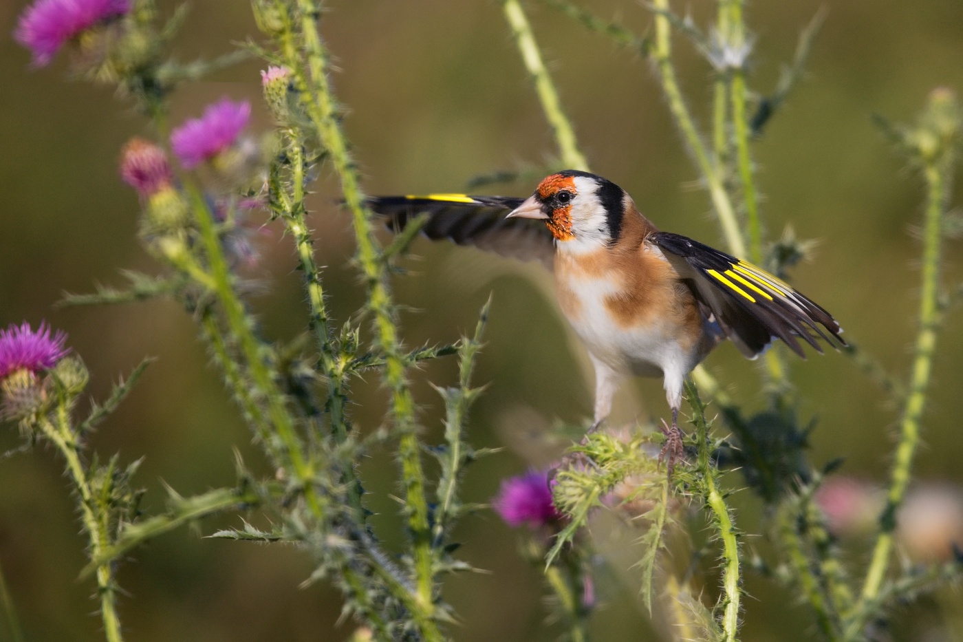 Stehlík obecný  ( Carduelis carduelis )