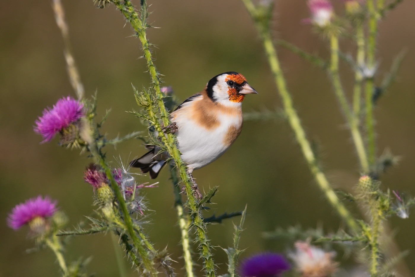 Stehlík obecný  ( Carduelis carduelis )