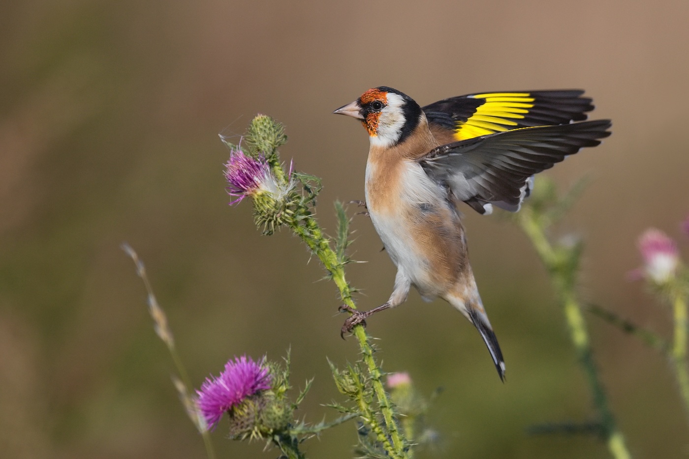 Stehlík obecný  ( Carduelis carduelis )