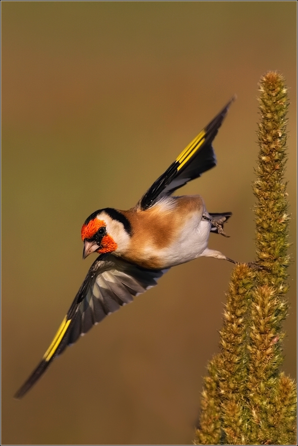 Stehlík obecný  ( Carduelis carduelis )