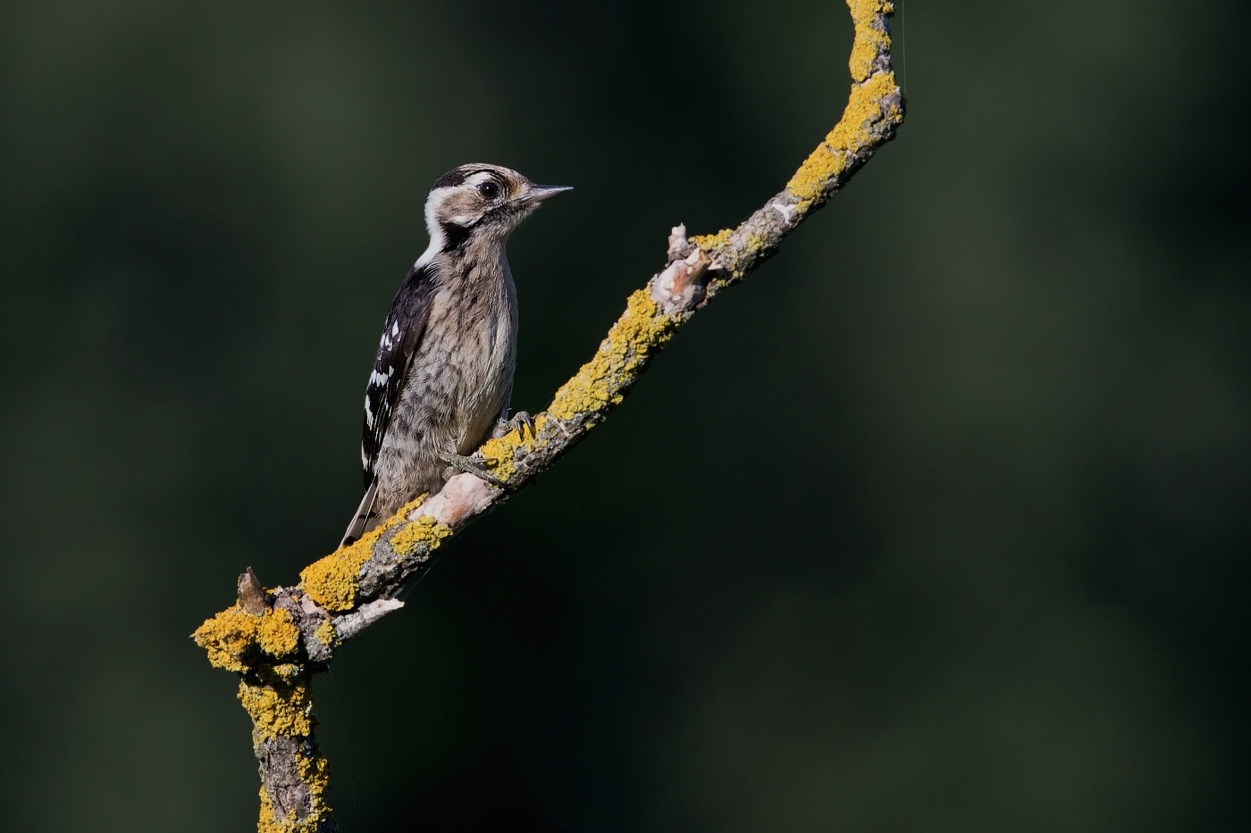 Strakapoud malý  ( Dendrocopos minor )