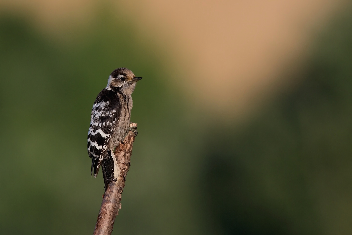 Strakapoud malý  ( Dendrocopos minor )