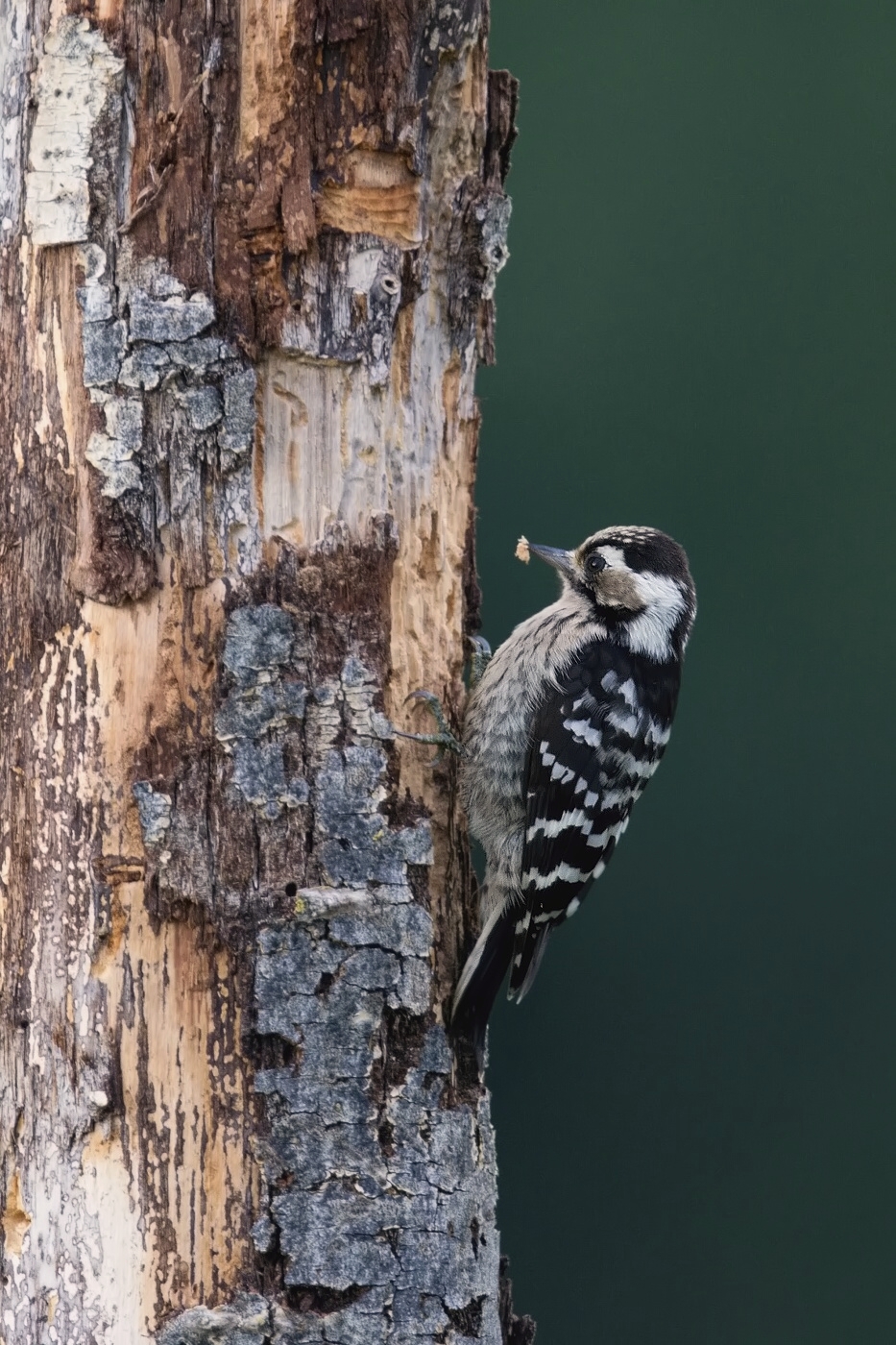 Strakapoud malý  ( Dendrocopos minor )