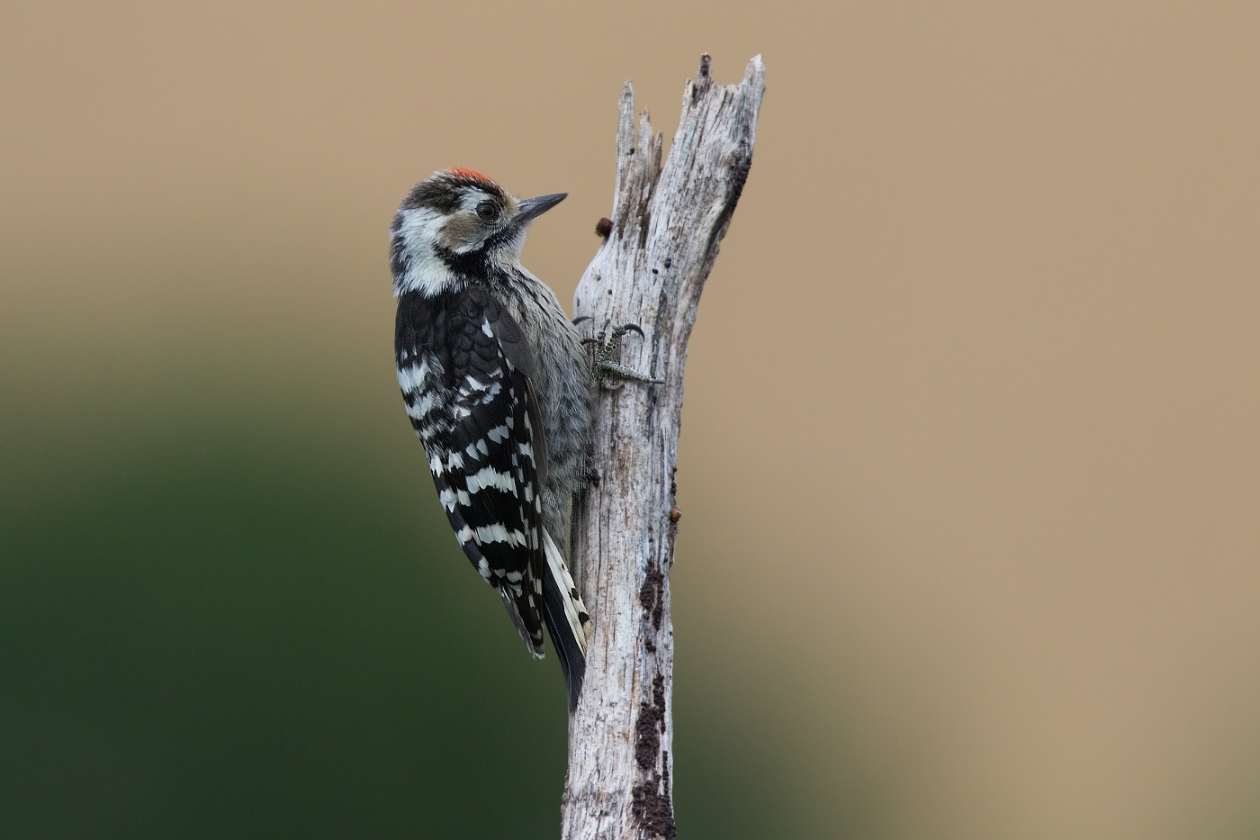 Strakapoud malý  ( Dendrocopos minor )