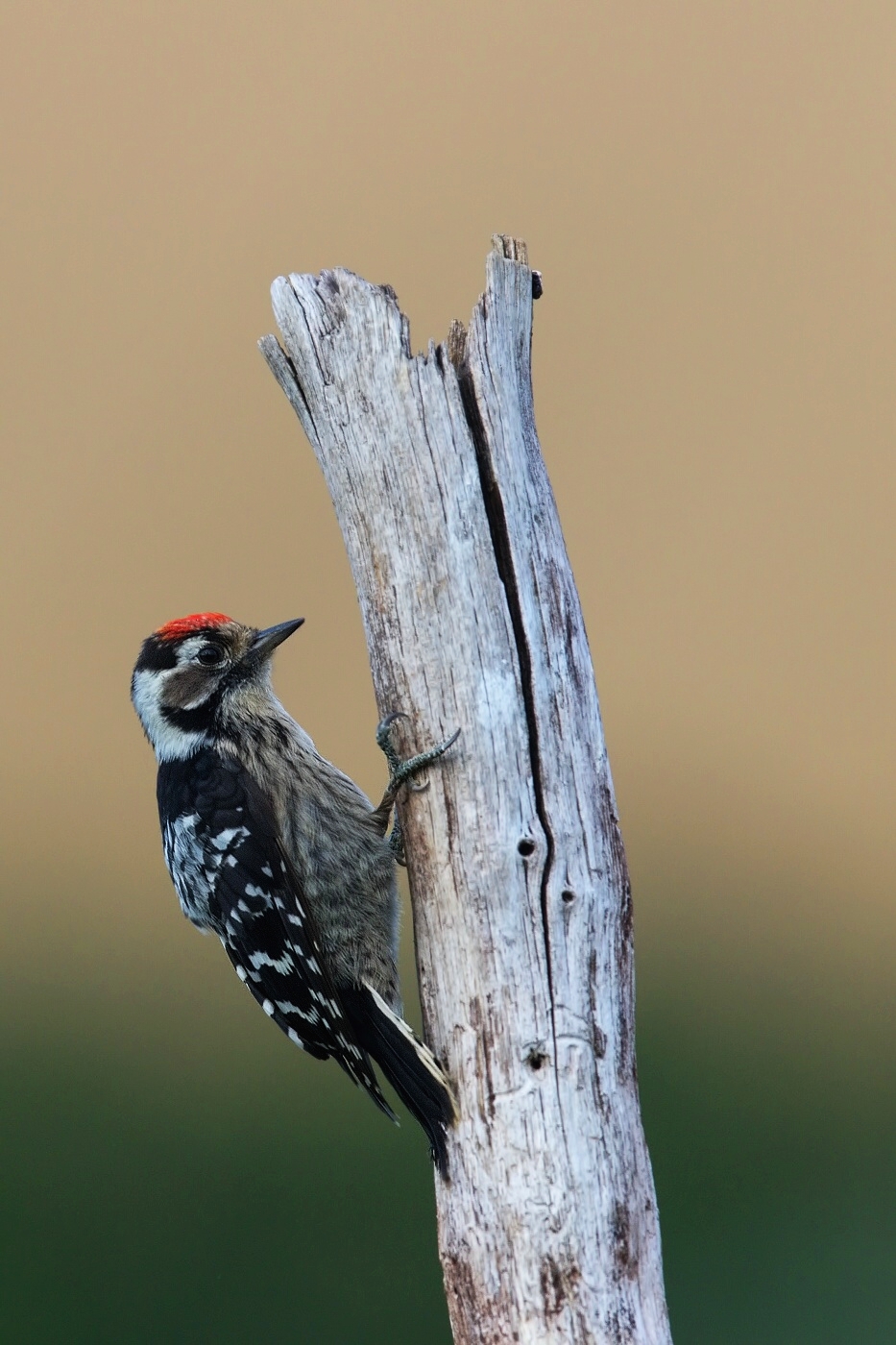 Strakapoud malý  ( Dendrocopos minor )