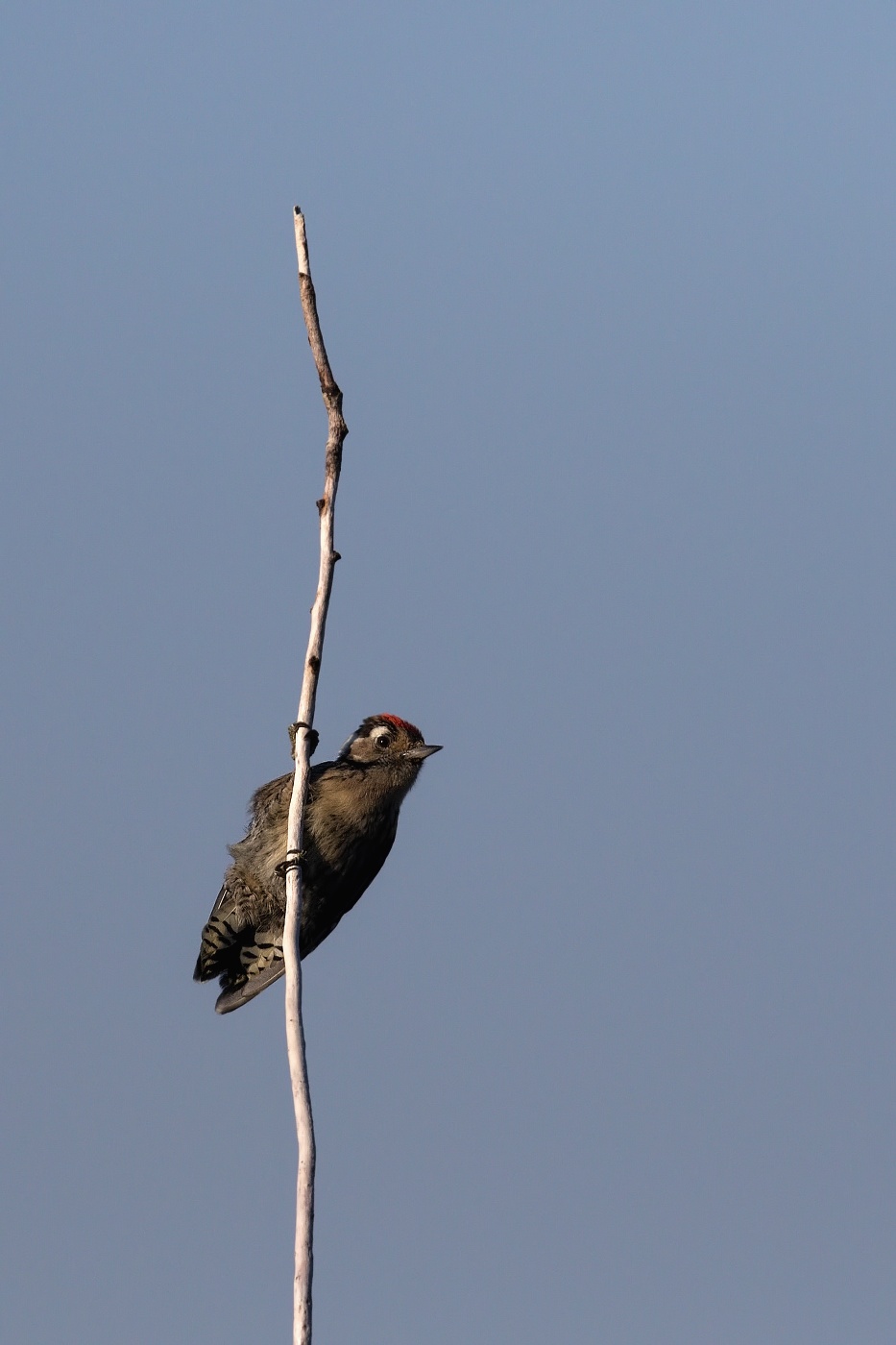 Strakapoud malý  ( Dendrocopos minor )