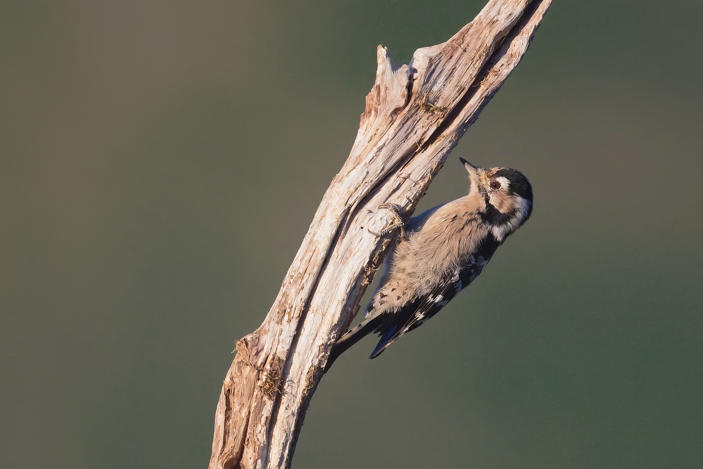 Strakapoud malý  ( Dendrocopos minor )