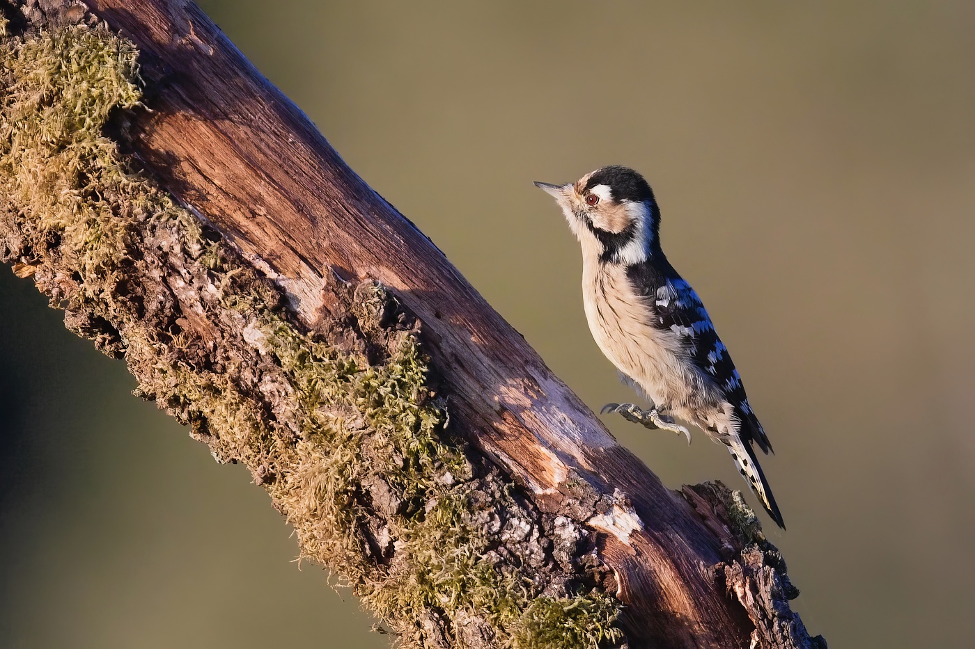 Strakapoud malý  ( Dendrocopos minor )