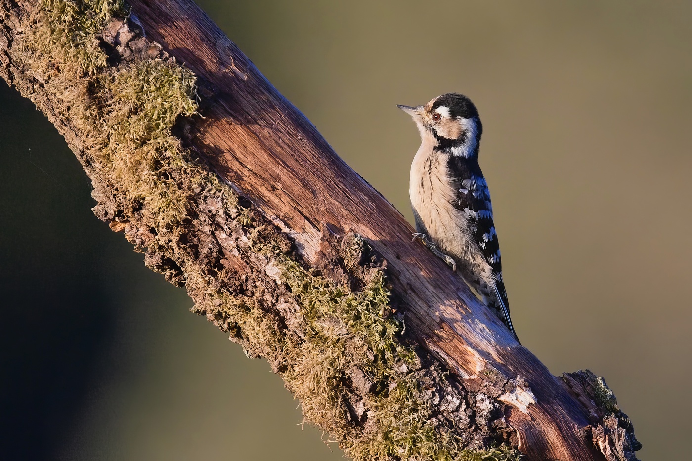 Strakapoud malý  ( Dendrocopos minor )