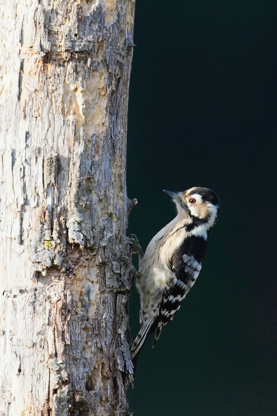 Strakapoud malý  ( Dendrocopos minor )