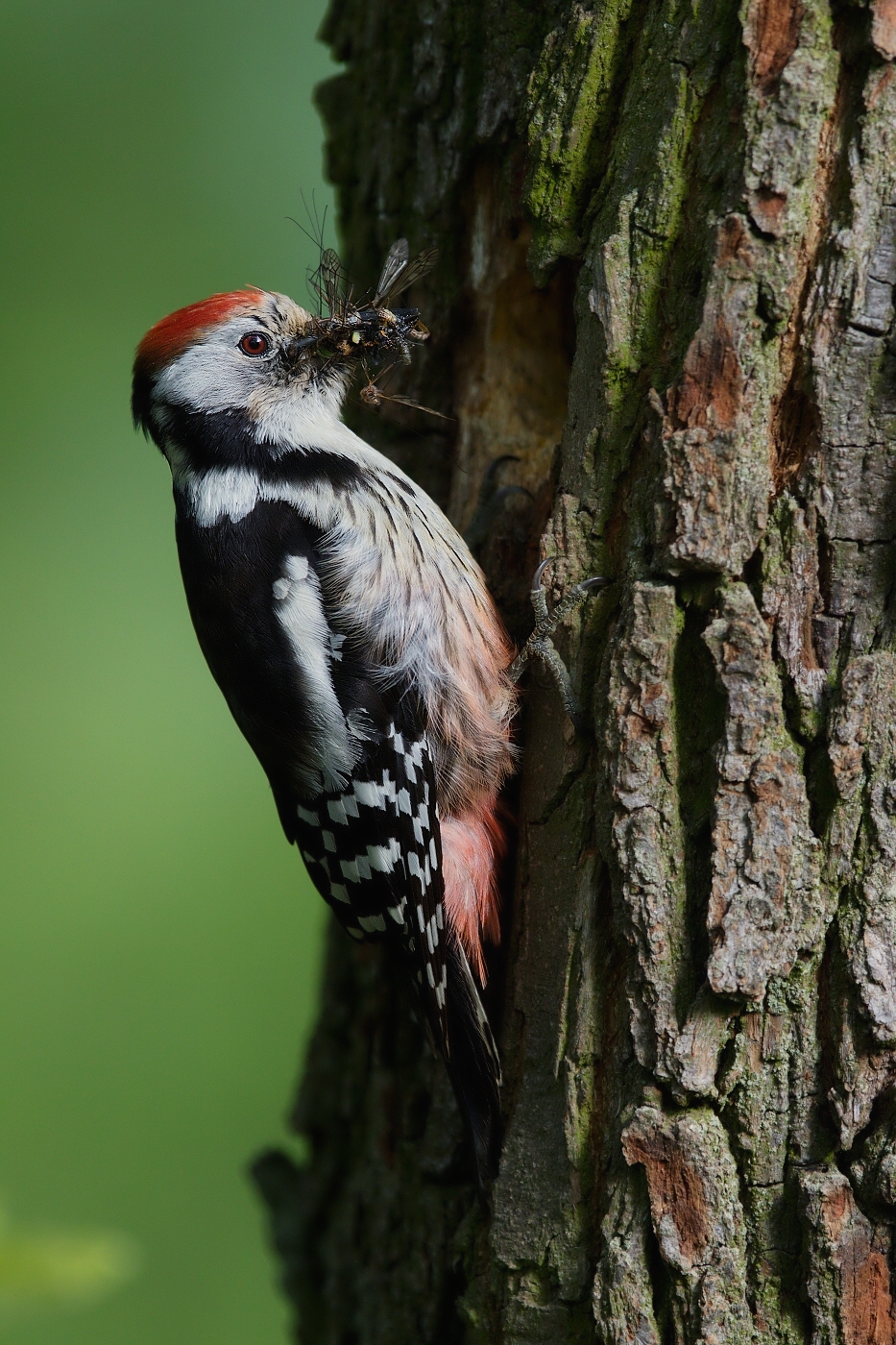 Strakapoud prostřední  ( Dendrocopos medius )