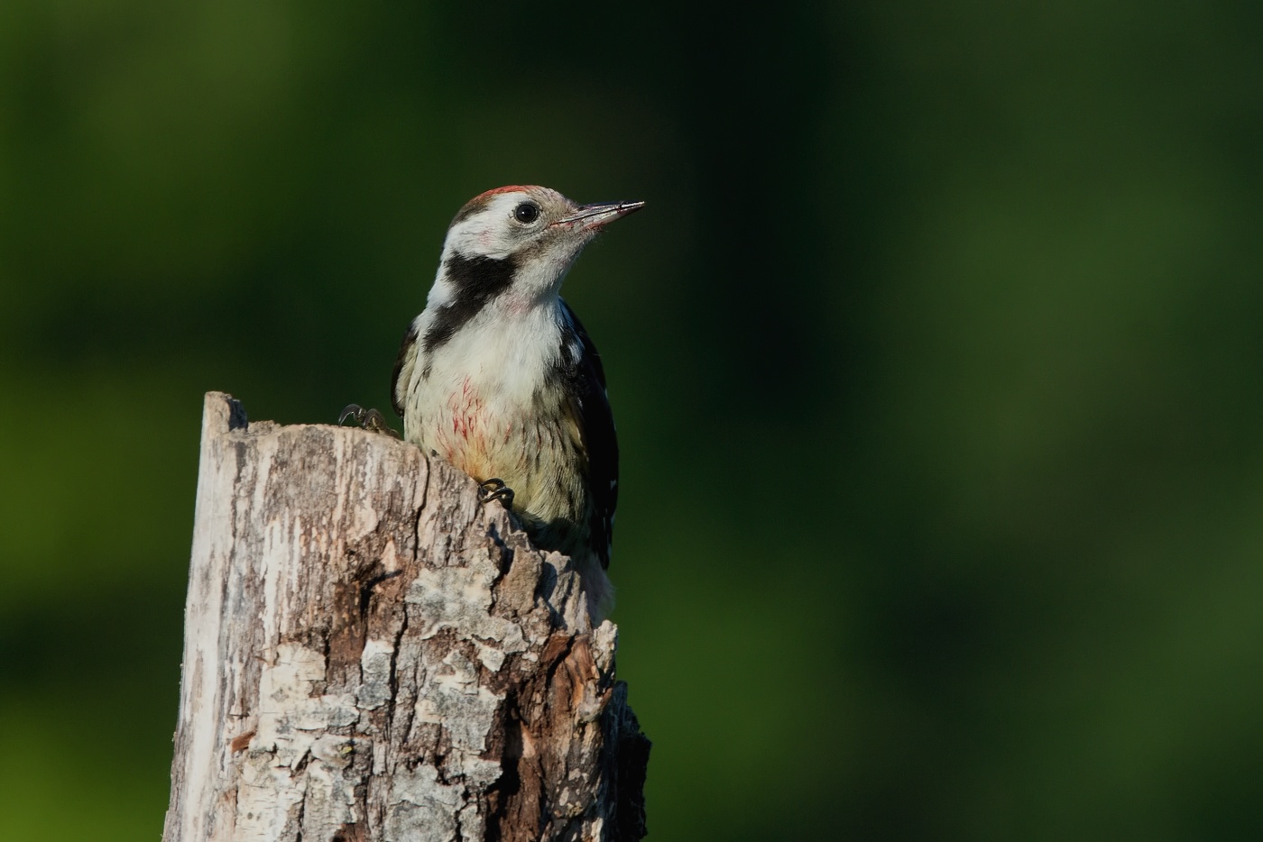 Strakapoud prostřední  ( Dendrocopos medius )