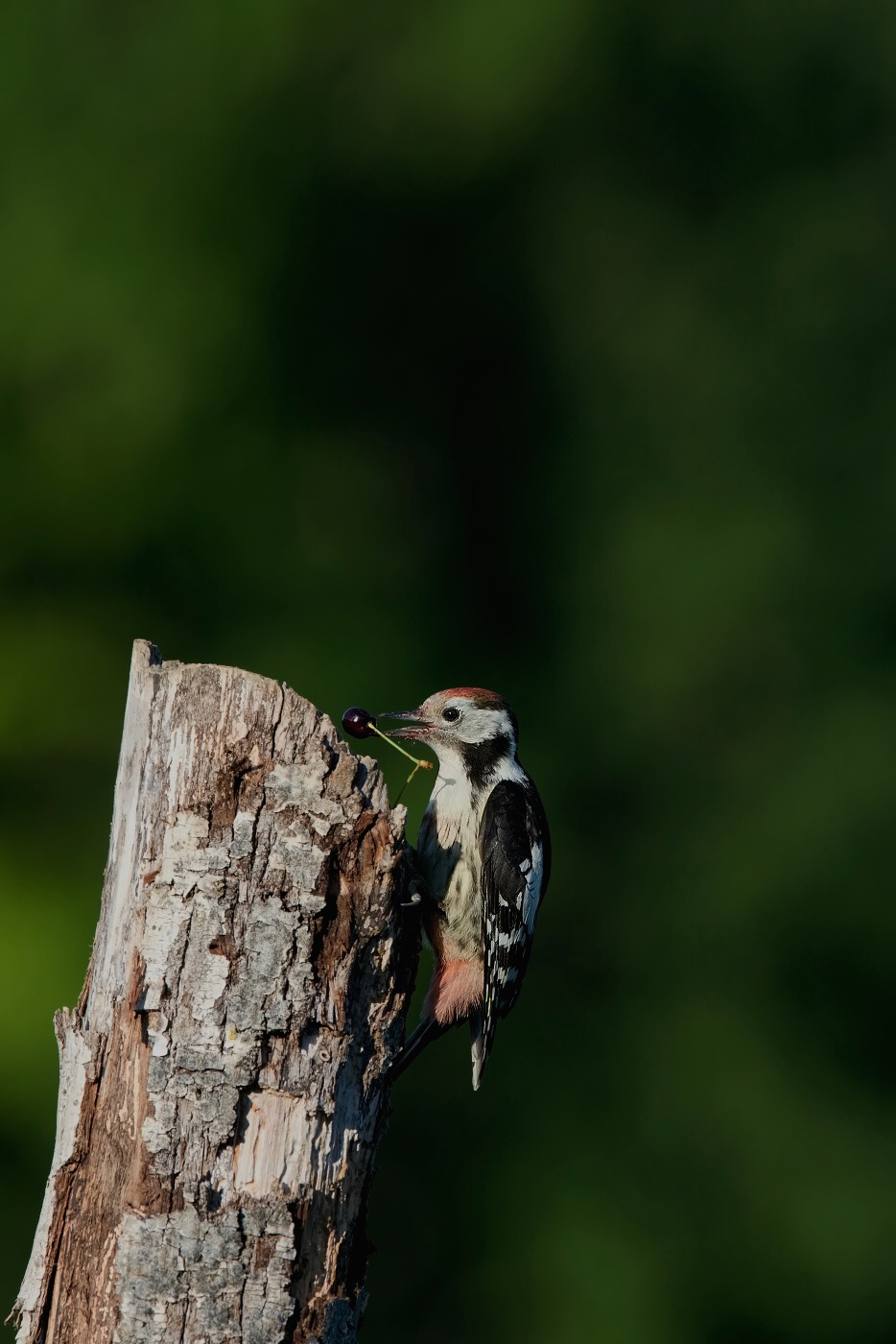 Strakapoud prostřední  ( Dendrocopos medius )