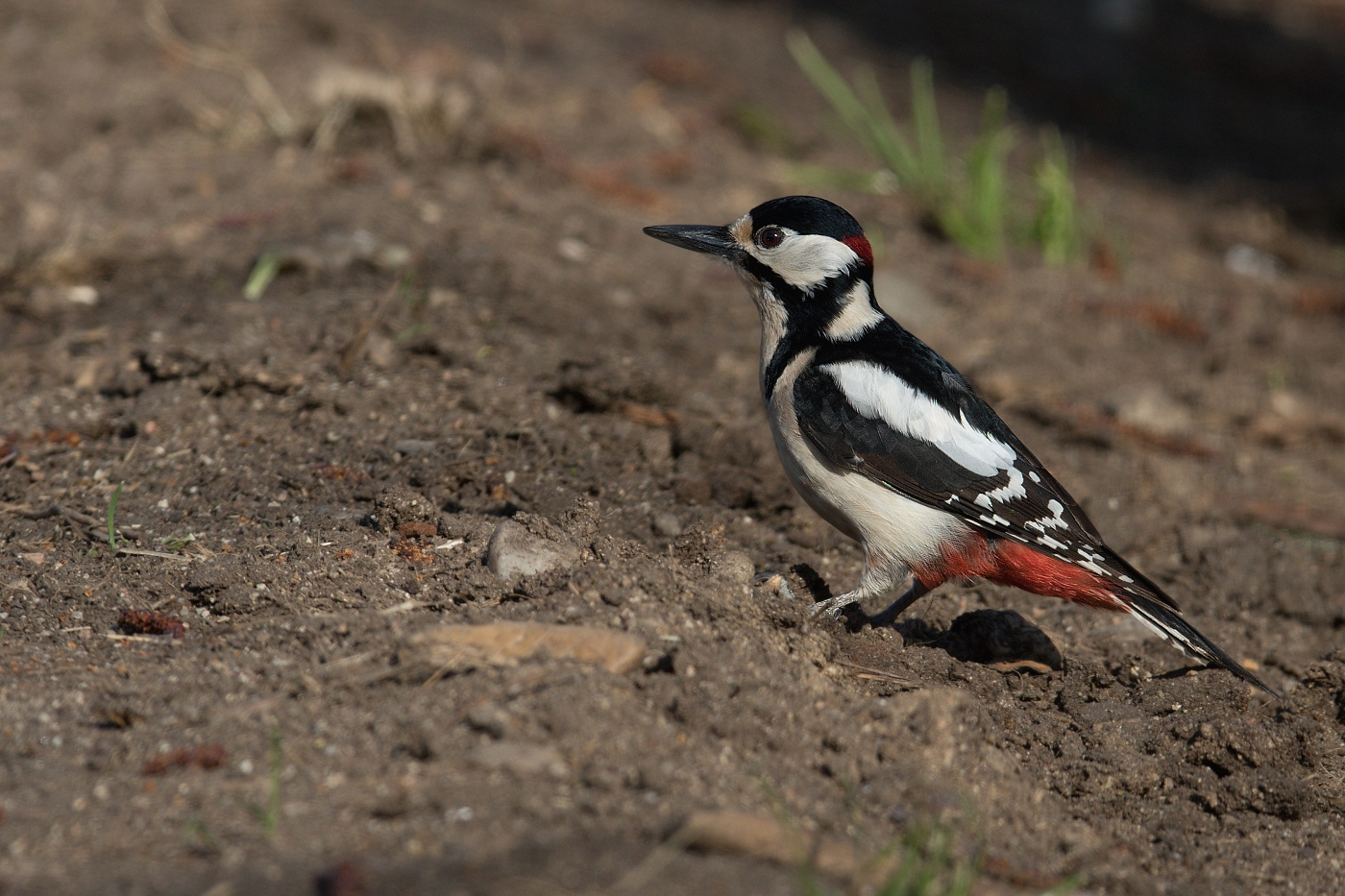 Strakapoud velký ( Dendrocopus major )