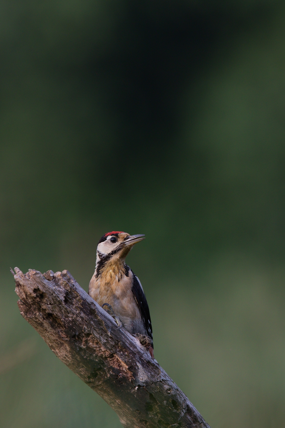 Strakapoud velký ( Dendrocopus major )