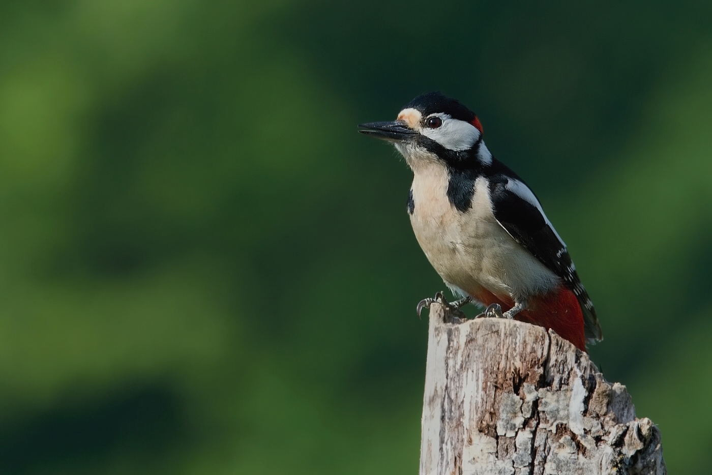 Strakapoud velký ( Dendrocopus major )