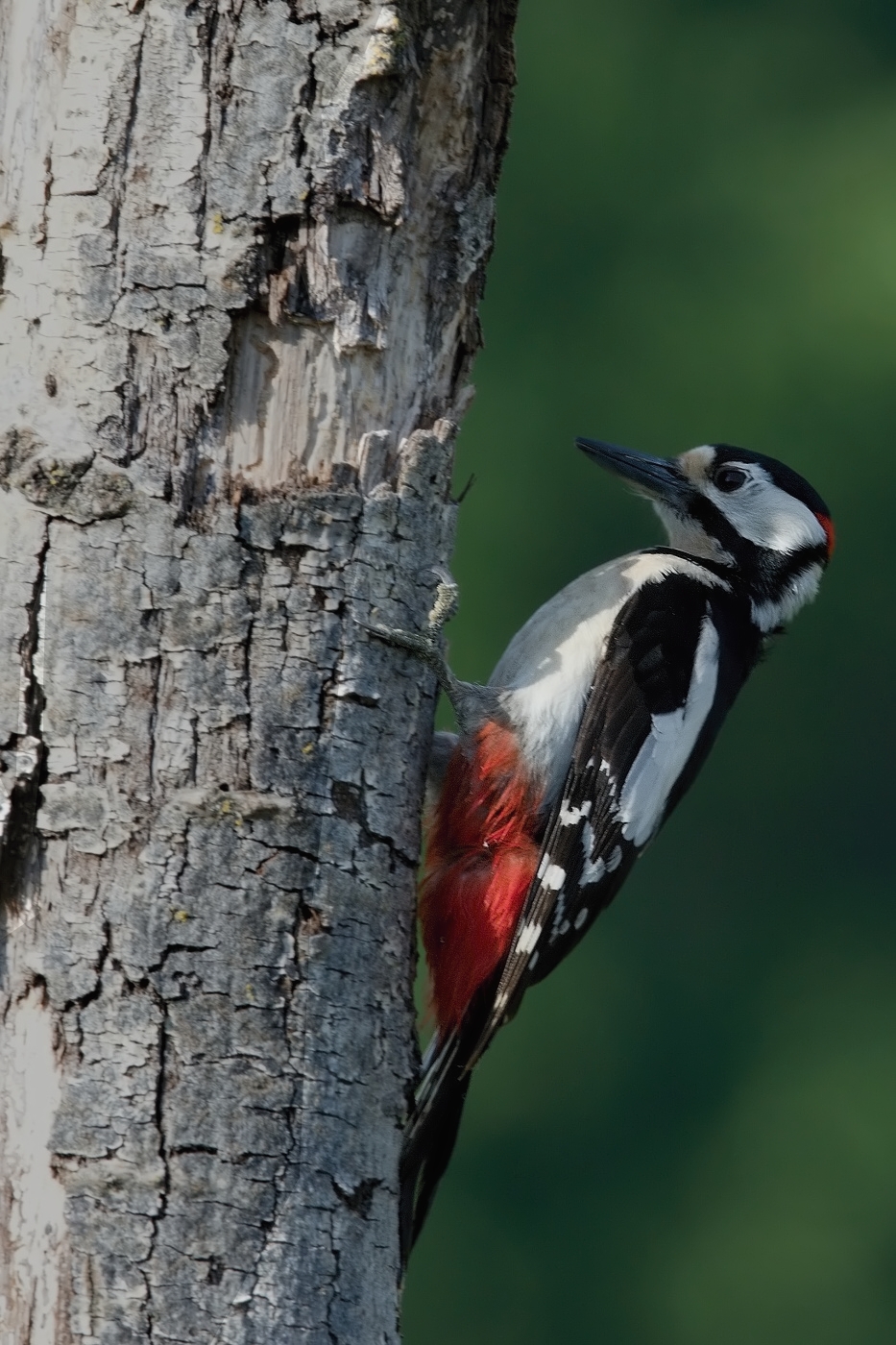 Strakapoud velký ( Dendrocopus major )