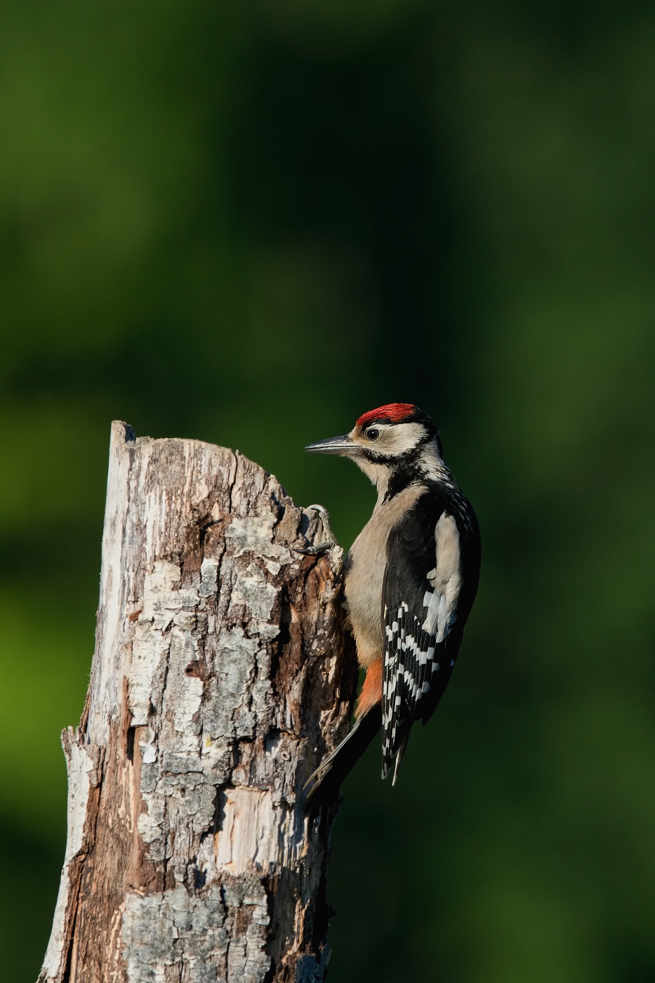 Strakapoud velký ( Dendrocopus major )